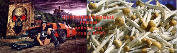 дмт Алзамай